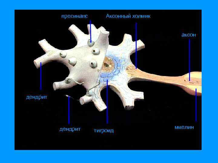 пресинапс Аксонный холмик аксон дендрит тигроид миелин 