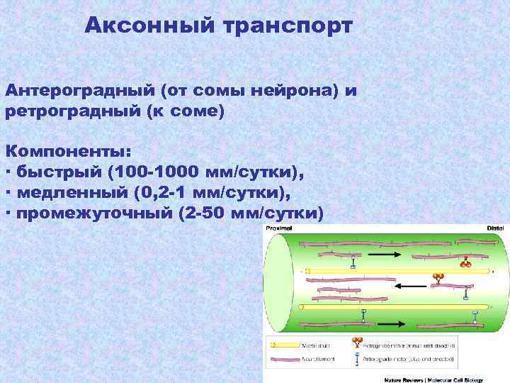 Аксонный транспорт Антероградный (от сомы нейрона) и ретроградный (к соме) Компоненты: ∙ быстрый (100