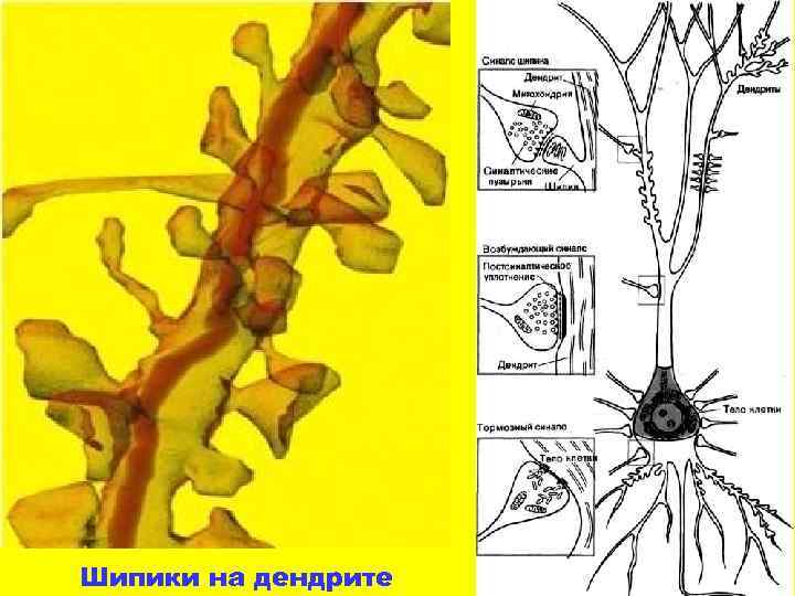 Шипики на дендрите 
