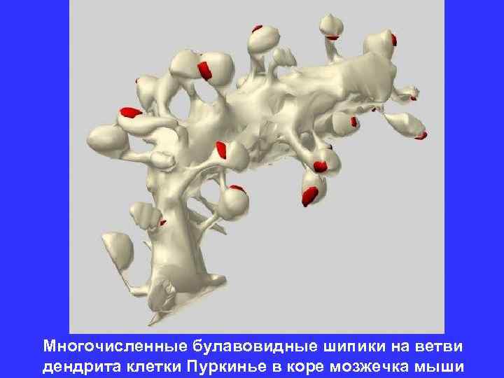 Многочисленные булавовидные шипики на ветви дендрита клетки Пуркинье в коре мозжечка мыши 