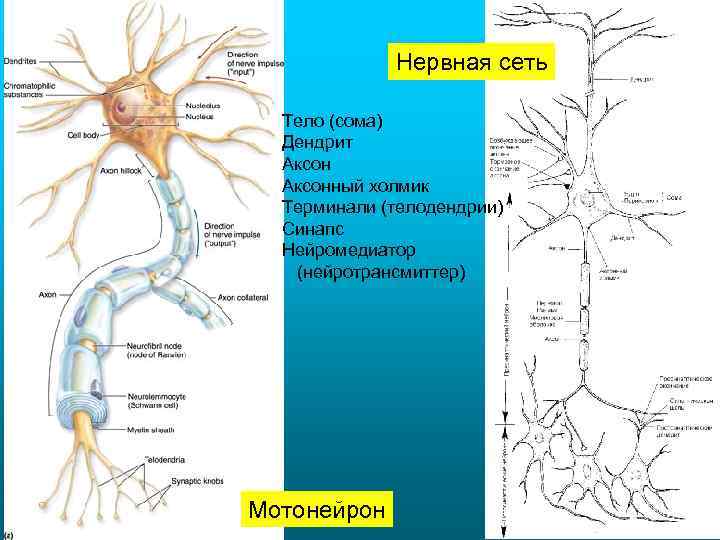 Нервная сеть Тело (сома) Дендрит Аксонный холмик Терминали (телодендрии) Синапс Нейромедиатор (нейротрансмиттер) Мотонейрон 