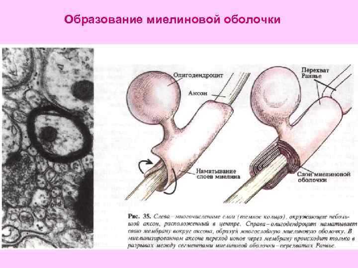  Образование миелиновой оболочки 