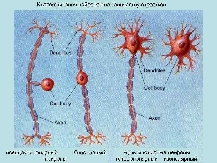 Классификация нейронов по количеству отростков псевдоуниполярный биполярный нейроны мультиполярные нейроны гетерополярный изополярный 