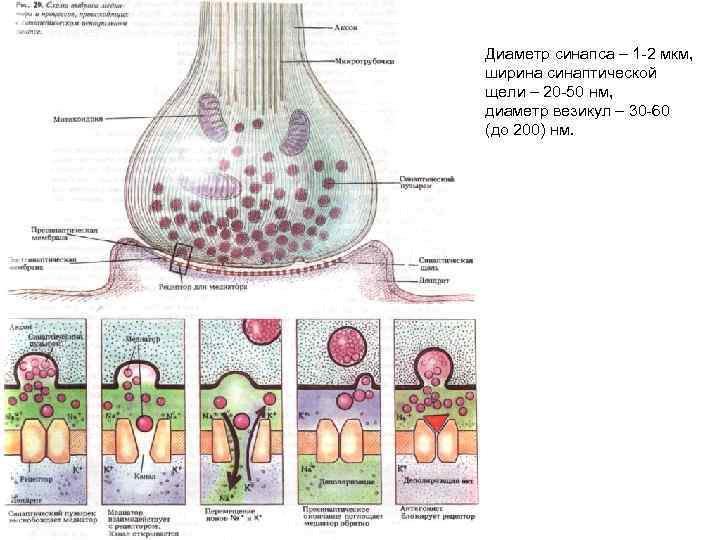 Диаметр синапса – 1 -2 мкм, ширина синаптической щели – 20 -50 нм, диаметр