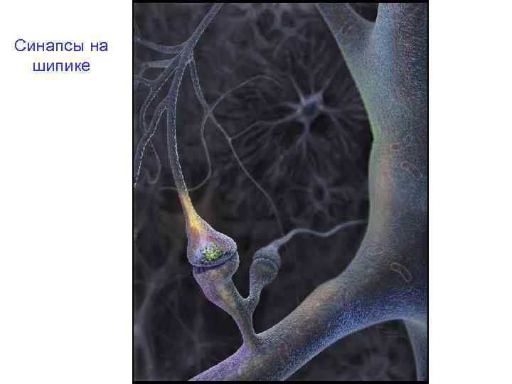 Синапсы на шипике 