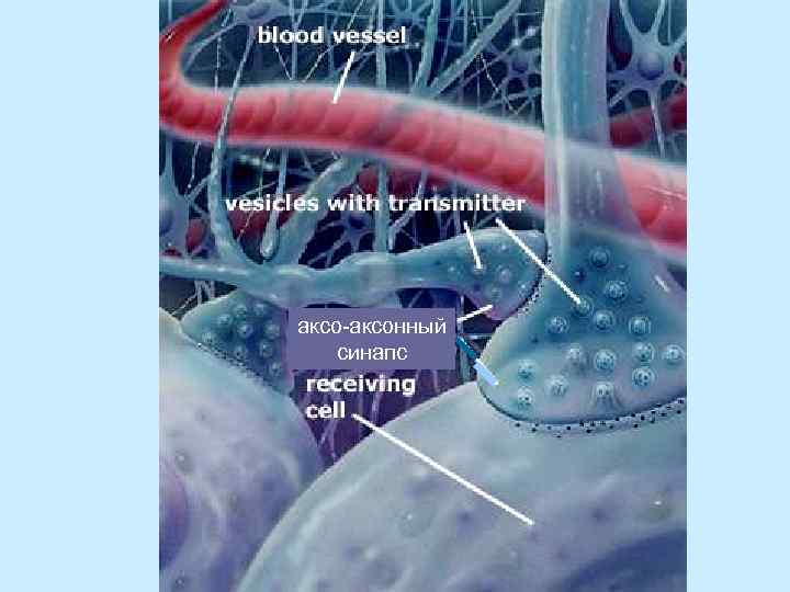аксо-аксонный синапс 