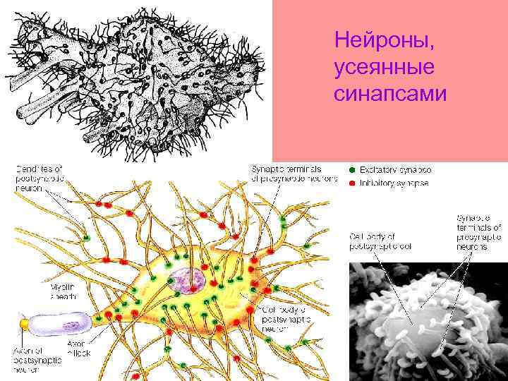 Нейроны, усеянные синапсами 
