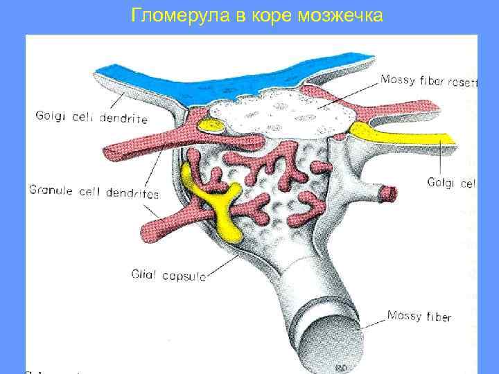 Гломерула в коре мозжечка 