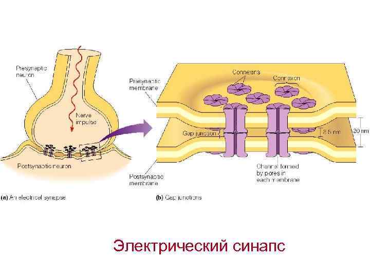 Электрический синапс 