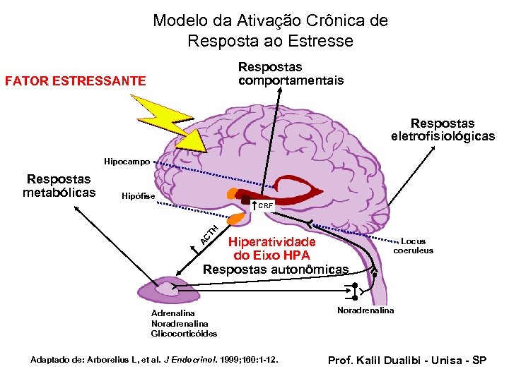 Modelo da Ativação Crônica de Resposta ao Estresse Respostas comportamentais FATOR ESTRESSANTE Respostas eletrofisiológicas