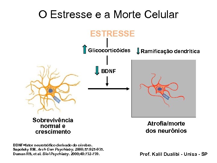 O Estresse e a Morte Celular ESTRESSE Glicocorticóides Ramificação dendrítica BDNF Sobrevivência normal e