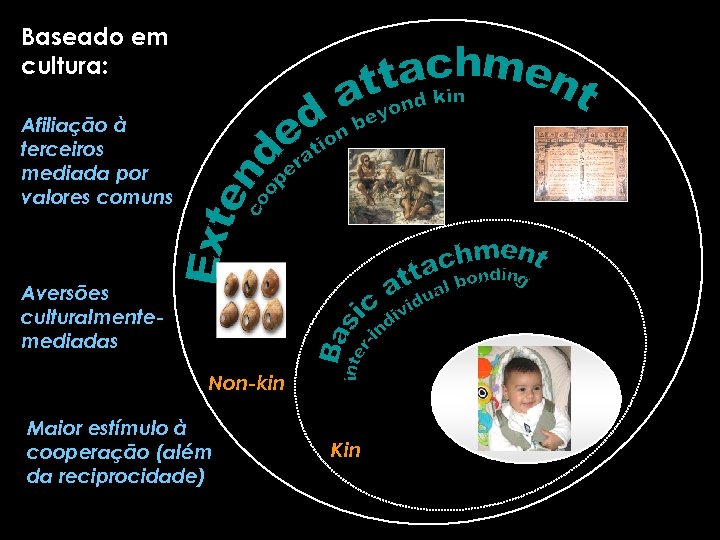 Baseado em cultura: Afiliação à terceiros mediada por valores comuns Aversões culturalmentemediadas Non-kin Maior