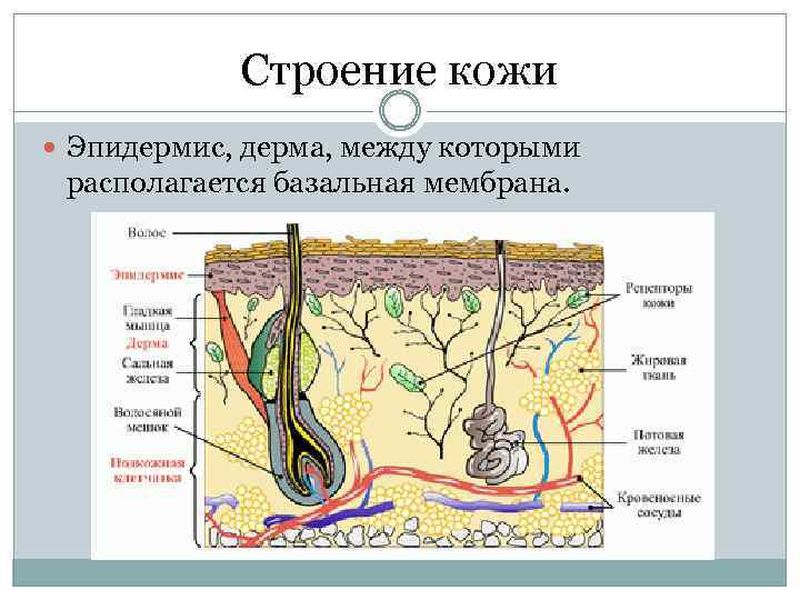 Строение кожи Эпидермис, дерма, между которыми располагается базальная мембрана. 