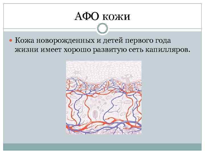 АФО кожи Кожа новорожденных и детей первого года жизни имеет хорошо развитую сеть капилляров.