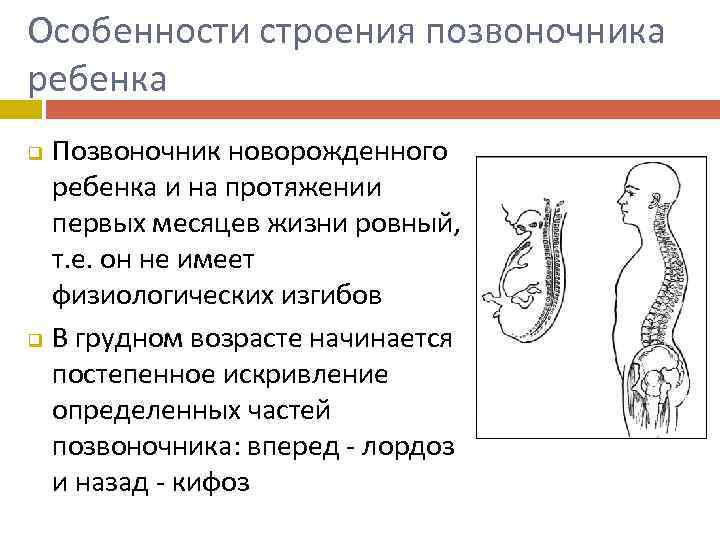 Особенности строения позвоночника ребенка Позвоночник новорожденного ребенка и на протяжении первых месяцев жизни ровный,