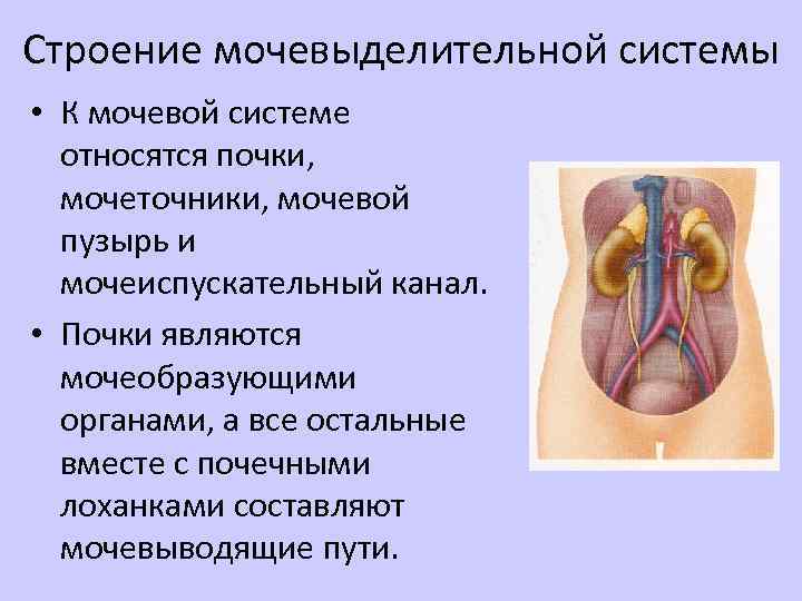 Строение мочевыделительной системы • К мочевой системе относятся почки, мочеточники, мочевой пузырь и мочеиспускательный