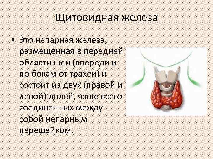 Щитовидная железа • Это непарная железа, размещенная в передней области шеи (впереди и по