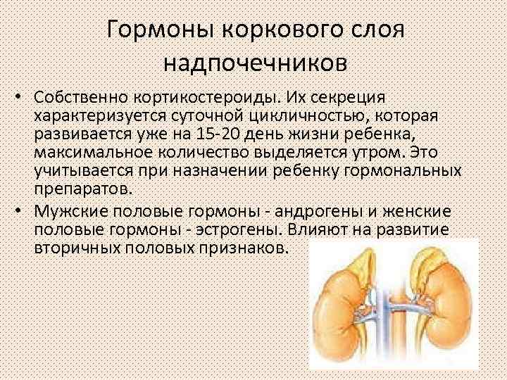 Гормоны коркового слоя надпочечников • Собственно кортикостероиды. Их секреция характеризуется суточной цикличностью, которая развивается