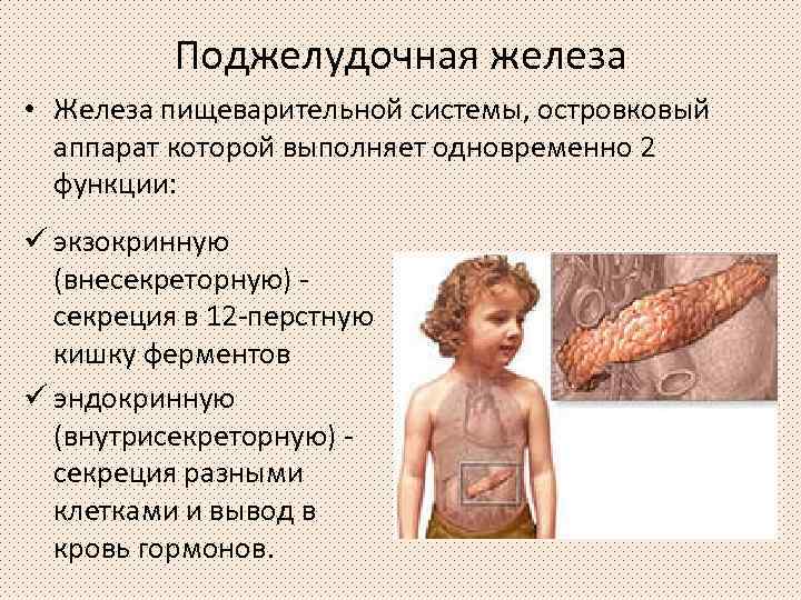 Поджелудочная железа • Железа пищеварительной системы, островковый аппарат которой выполняет одновременно 2 функции: ü