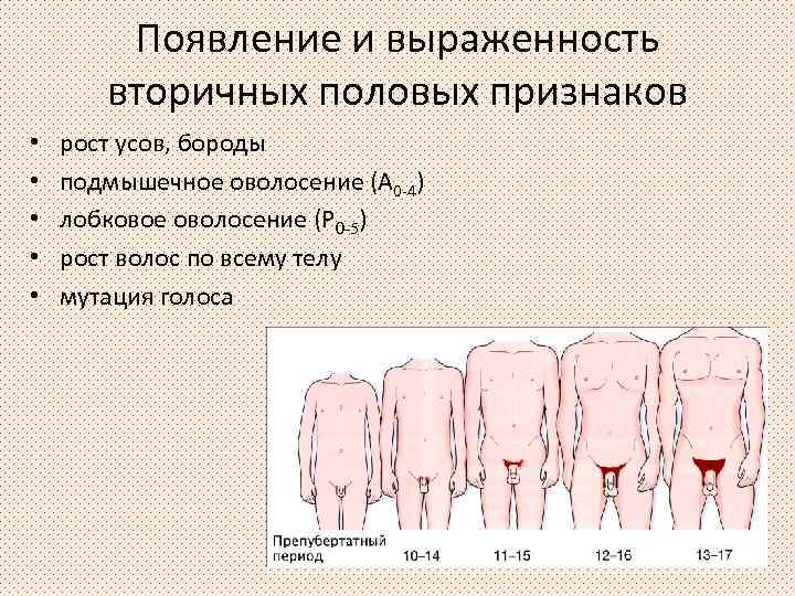 Появление и выраженность вторичных половых признаков • • • рост усов, бороды подмышечное оволосение
