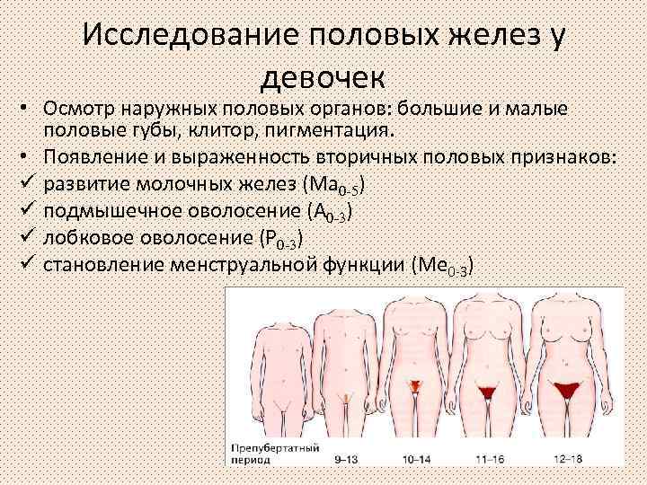 Исследование половых желез у девочек • Осмотр наружных половых органов: большие и малые половые
