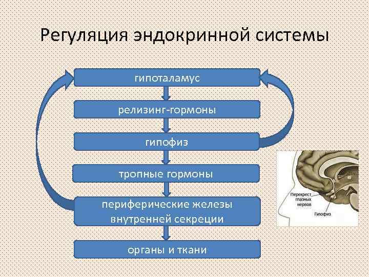 Регуляция эндокринной системы гипоталамус релизинг-гормоны гипофиз тропные гормоны периферические железы внутренней секреции органы и