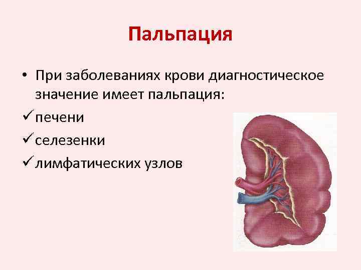 Пальпация • При заболеваниях крови диагностическое значение имеет пальпация: ü печени ü селезенки ü