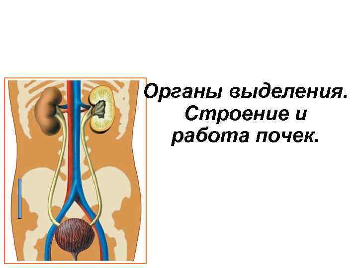 Органы выделения. Строение и работа почек. 