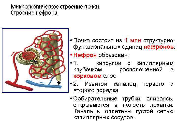 Микроскопическое строение почки. Строение нефрона. • Почка состоит из 1 млн структурнофункциональных единиц нефронов.