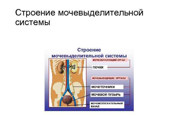 Строение мочевыделительной системы 