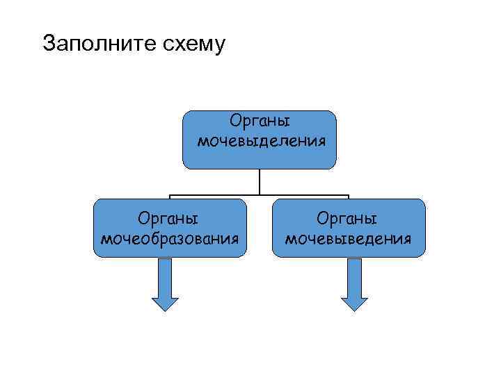 Заполните схему Органы мочевыделения Органы мочеобразования Органы мочевыведения 
