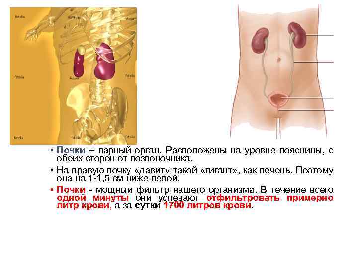 почки • Почки – парный орган. Расположены на уровне поясницы, с обеих сторон от