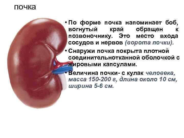 почка • По форме почка напоминает боб, вогнутый край обращен к позвоночнику. Это место