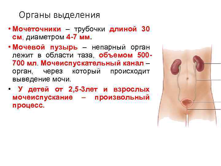 Органы выделения • Мочеточники – трубочки длиной 30 см, диаметром 4 -7 мм. •