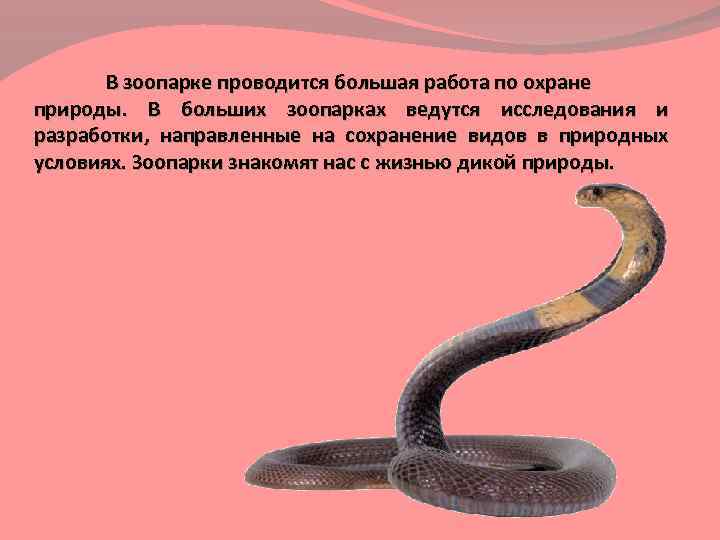 В зоопарке проводится большая работа по охране природы. В больших зоопарках ведутся исследования и