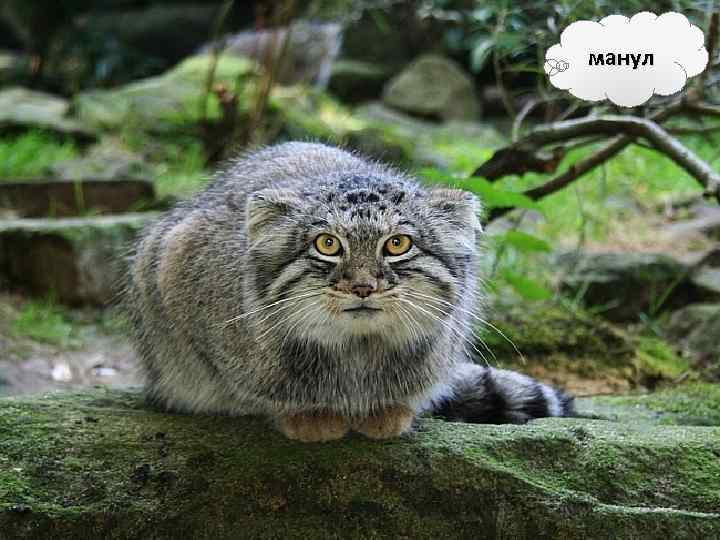 манул 