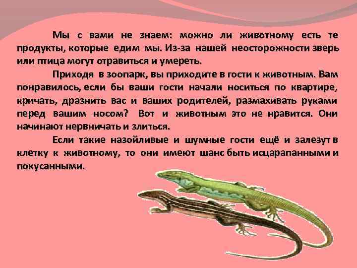 Мы с вами не знаем: можно ли животному есть те продукты, которые едим мы.