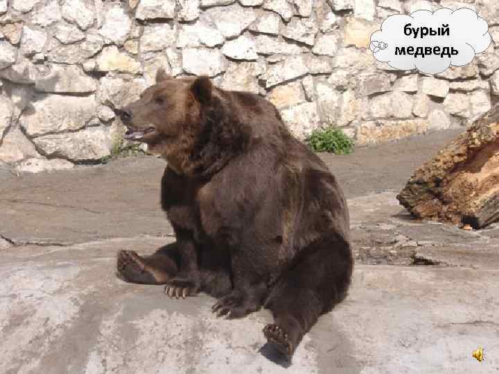 бурый медведь 