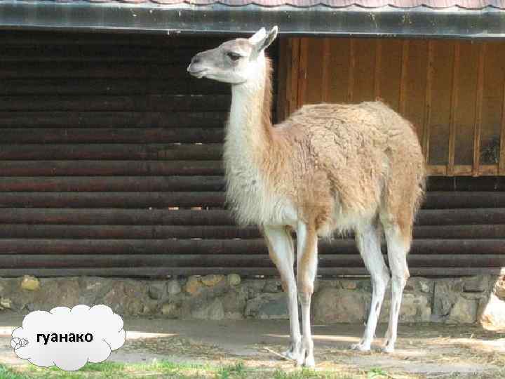 гуанако 