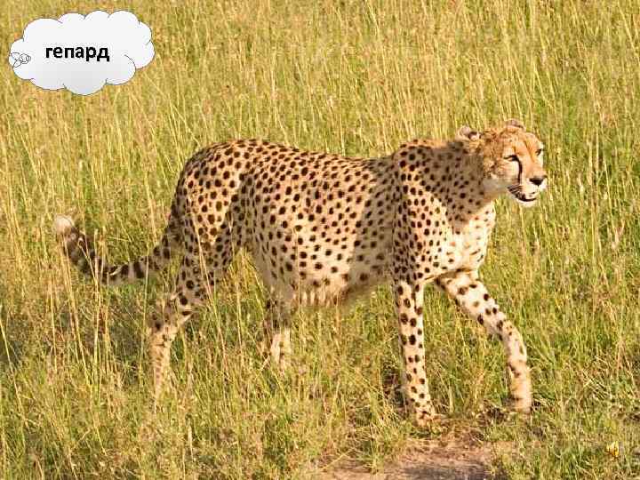 гепард 