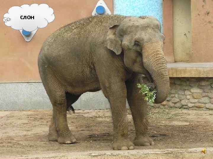 слон 
