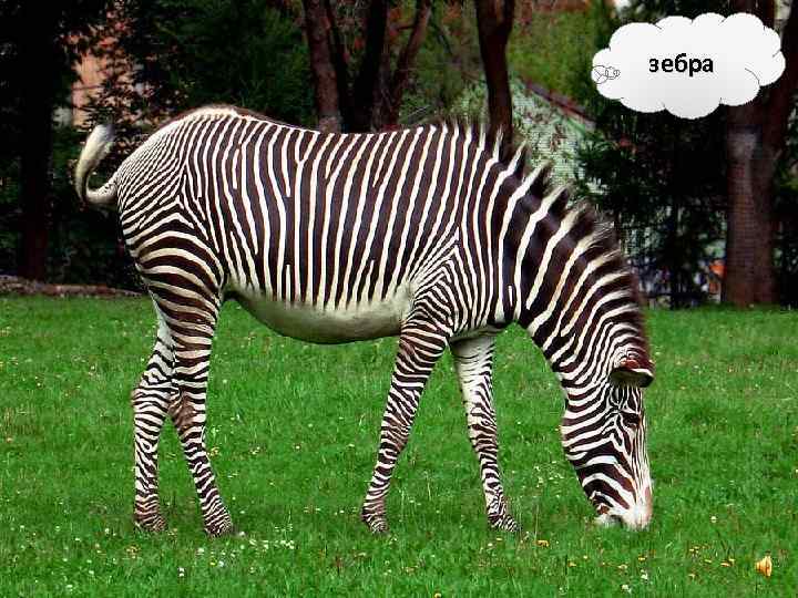 зебра 
