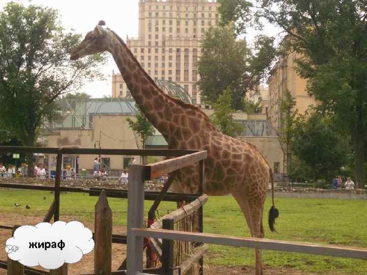 жираф 