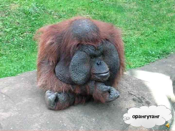 орангутанг 