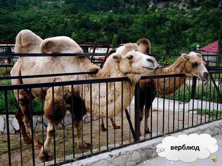 верблюд 