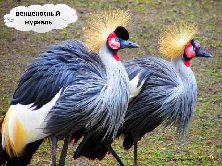 венценосный журавль 