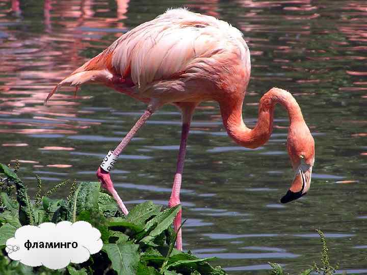 фламинго 