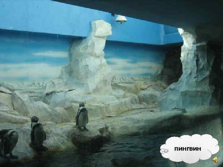 пингвин 
