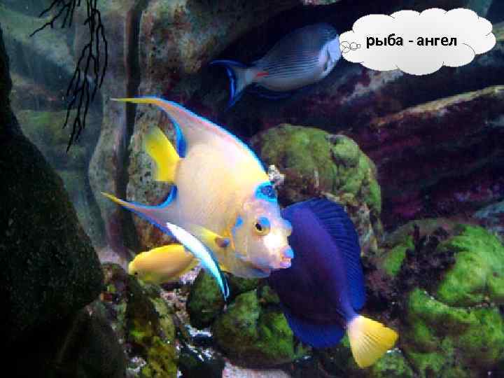 рыба - ангел 