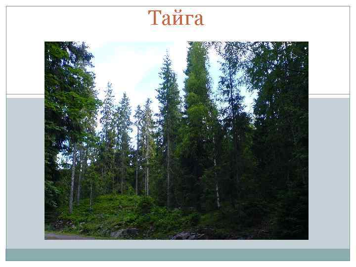 Тайга 